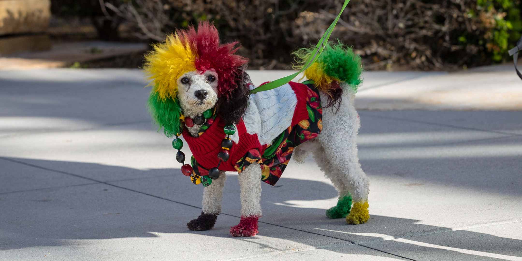 Poodle dog dressed in a clown costume